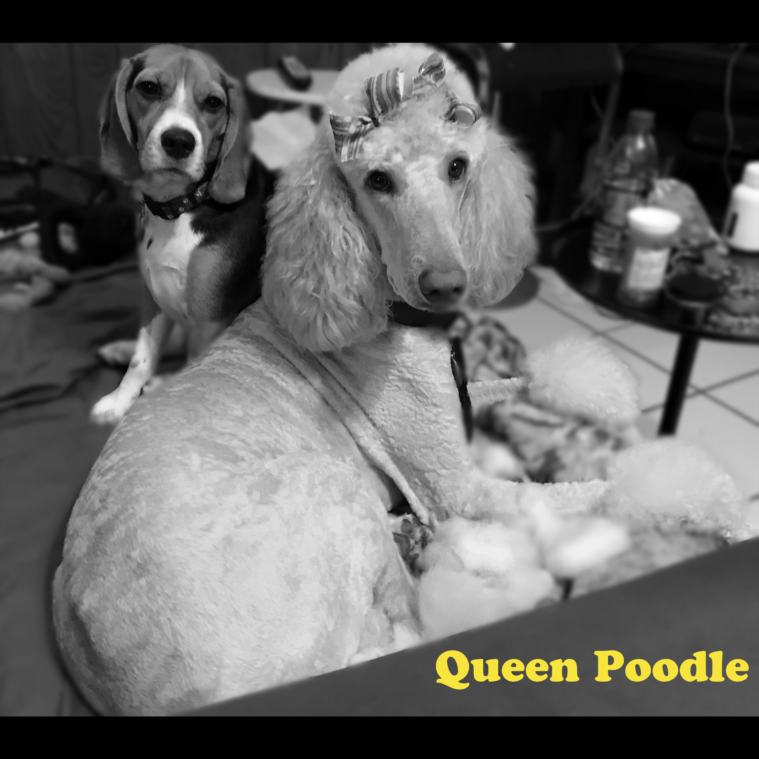 Queen Poodle
